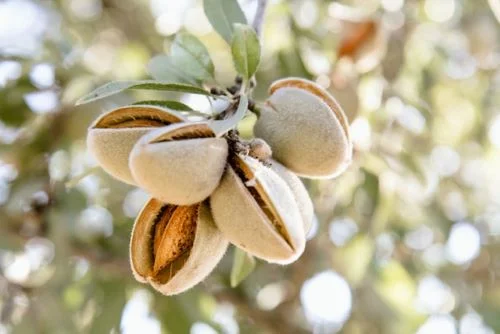 difference between California Almonds and American almonds
